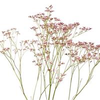 Piuma Pink Touch Limonium