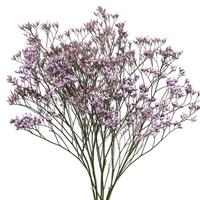 Safora Lilac Limonium