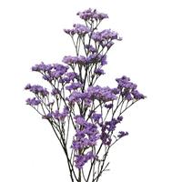 Safora Pink Sky Limonium