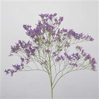 Safora Dark Blue Limonium