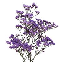 Safora Light Blue Limonium