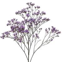 Safora Blue-Tiful Limonium