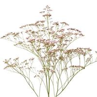 Safora Oshi Pink Limonium