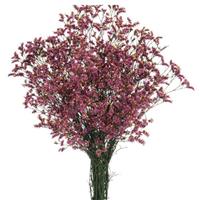 Sensy Pink Beauty Limonium