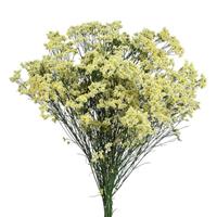 Sensy Lemonade Limonium