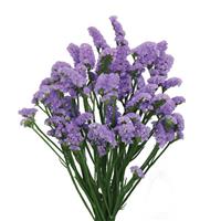 Superta Blue Limonium