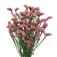 Superta Pink Limonium