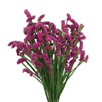 Superta Purple Limonium