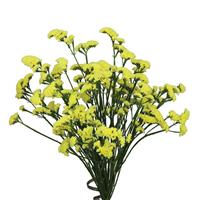 Superta Yellow Limonium