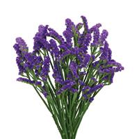 Superta Dark Blue Limonium