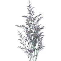 Supreme Bluenight Limonium