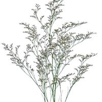 Supreme Whitelight Limonium