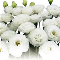 Prime 3 White Lisianthus