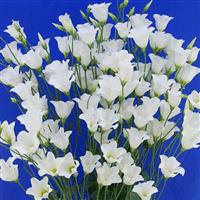 Macherie White Cut Flower Lisianthus