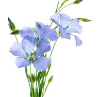 Blue Flax Linum