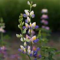 Sunrise Lupin