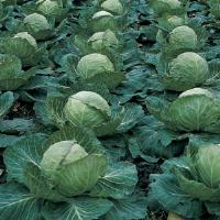 Gold Mark Cabbage