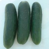 Marketmore Select Cucumber