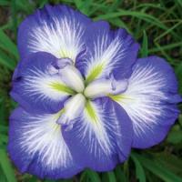 Iris ensata Gusto