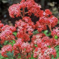 Rodgersia Bloody Mary