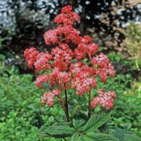 Rodgersia Bloody Mary