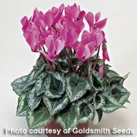 Miracle Rose Cyclamen