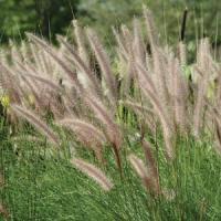Grass Pennisetum setaceum 