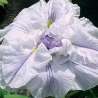 Iris ensata Lace Ruff