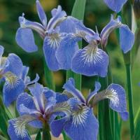 Iris setosa Baby Blue