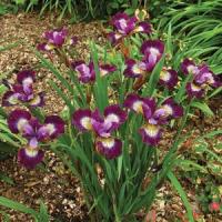 Iris sibirica Contrast In Styles
