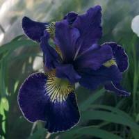 Iris sibirica Golden Edge