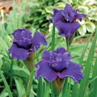 Iris sibirica Ruffled Plus