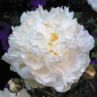 Paeonia lactiflora Bowl Of Cream