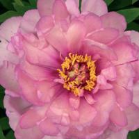 Paeonia intersectional First Arrival