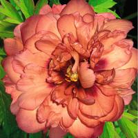 Paeonia intersectional Kopper Kettle
