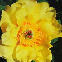 Paeonia intersectional Sequestered Sunshine