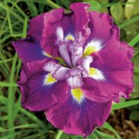 Iris ensata August Emperor
