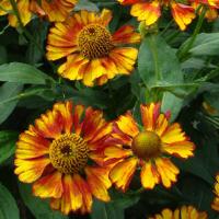 Helenium Can Can