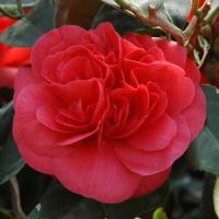 Camellia Curly Lady