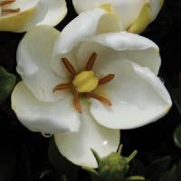 Gardenia Starlite