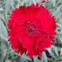 Dianthus Red Beauty