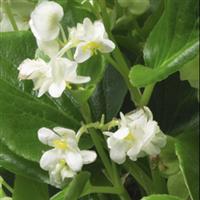 Queen White Begonia