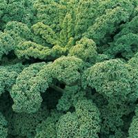 Winterbor Flowering Kale
