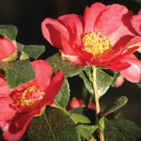 Camellia Petite Red