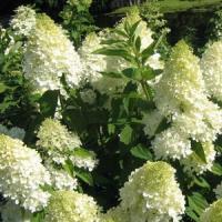Hydrangea paniculata Sweet Summer