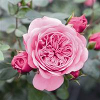 Rose Starlet Beauty™ Pink