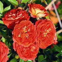 Rose Starlet Beauty™ Tangerine