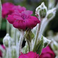 Lychnis coronaria Gardener's World