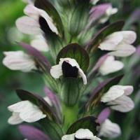 Acanthus Morning Candle