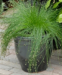 Live Wire Isolepis in a decorative pot outside